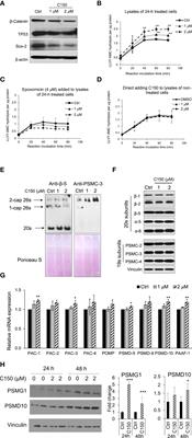 Novel compound C150 inhibits pancreatic cancer through induction of ER stress and proteosome assembly